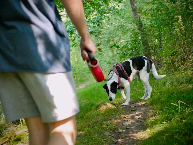 a person walking their dog on a trail